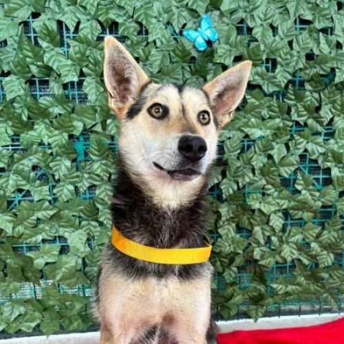 BE - Creamy - Happy Dogs Forever