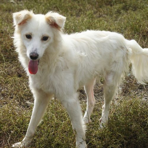 #BE2614535 -  Murphy, chien croisé à adopter – AnimalWeb Belgique