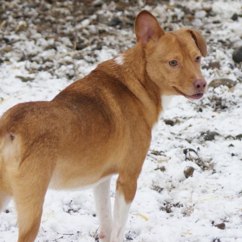 #BE2614536 -  Poncho, chien croisé à adopter – AnimalWeb Belgique