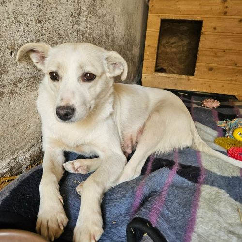 #BE2614537 -  Alba, chien croisé à adopter – AnimalWeb Belgique