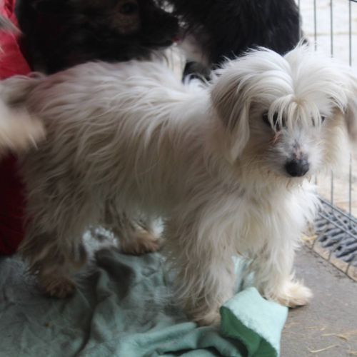 #BE2614538 -  Fibi, chien croisé à adopter – AnimalWeb Belgique