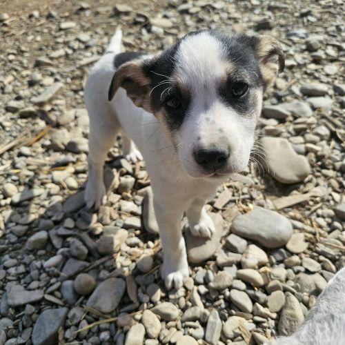 #BE2614539 -  Stella, chien croisé à adopter – AnimalWeb Belgique