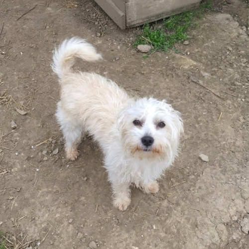 #BE2614540 -  Capucine, chien croisé à adopter – AnimalWeb Belgique