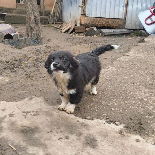 #BE2614541 - Galaxie, chien croisé à adopter – AnimalWeb Belgique