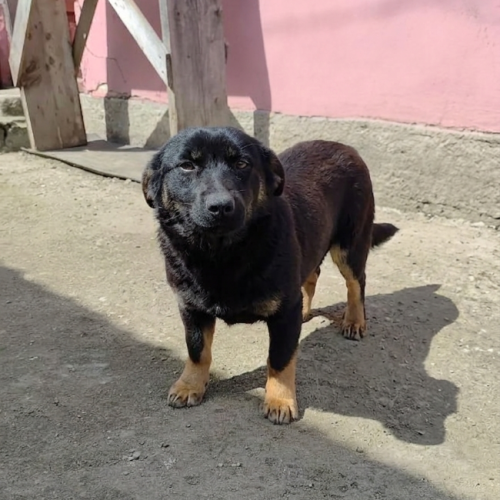 #BE2614542 -  Azaela, chien croisé à adopter – AnimalWeb Belgique