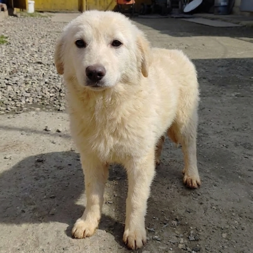 #BE2614543 -  Amaryllis, chien croisé à adopter – AnimalWeb Belgique