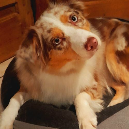 #BE2614544 - Lilas, chien à adopter à Maurage – AnimalWeb​