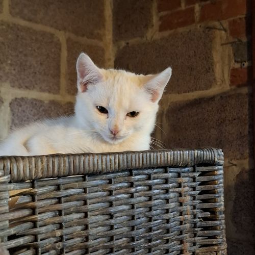 #BE2614545 - Salem, chat à adopter à Maurage - AnimalWeb