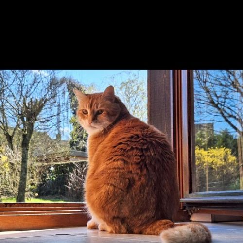 #BE2614548 - Eddy, chat perdu à Woluwe-Saint-Lambert - AnimalWeb Belgi