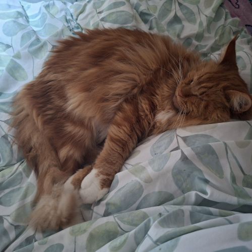 #BE2614549 - Utah, chat perdu à Paturages - AnimalWeb Belgique