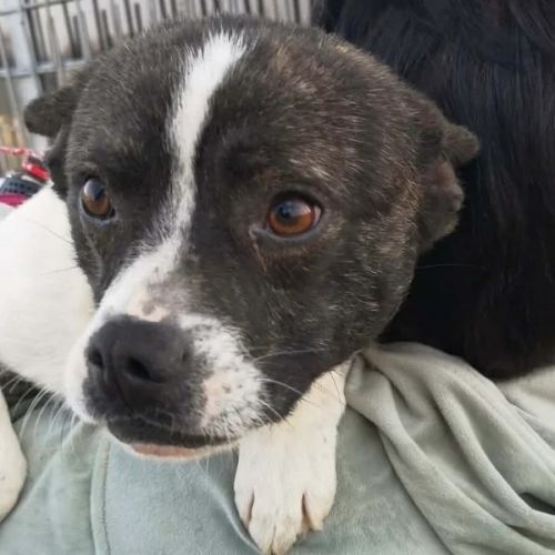 #BE2614551 -  Tacos, chien croisé à adopter – AnimalWeb Belgique