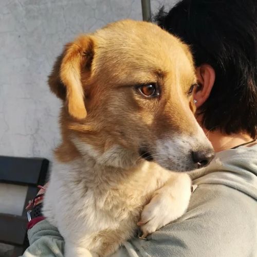 #BE2614552 -  Benita, chien croisé à adopter – AnimalWeb Belgique