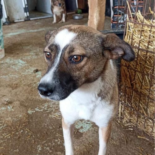 #BE2614553 -  Dya, chien croisé à adopter – AnimalWeb Belgique