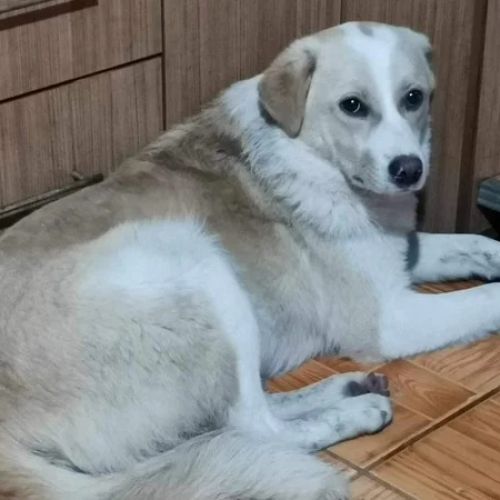 #BE2614554 -  Blanco, chien croisé à adopter – AnimalWeb Belgique