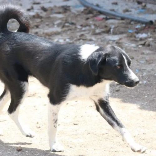 #BE2614555 -  Dolly, chien croisé à adopter – AnimalWeb Belgique