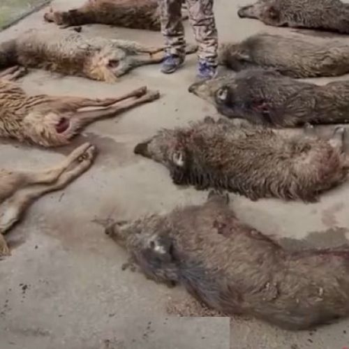 Cadavre de gibiers tués en enclos