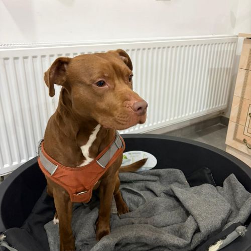 #BE2614562 - Alexis, chien à adopter à Maurage – AnimalWeb​