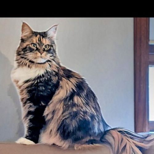 #BE2614563 - Reine, chat perdu à Grivegnée - AnimalWeb Belgique