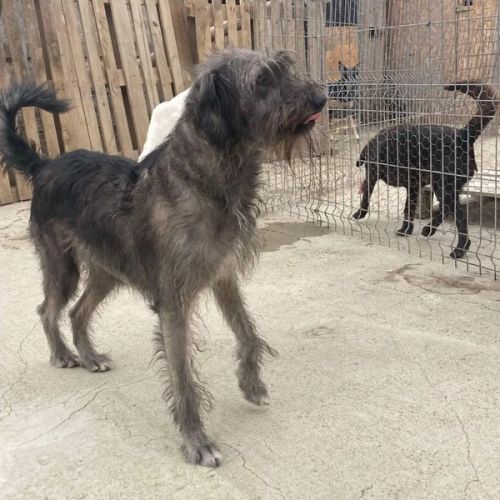 #BE2614564 -  Rino, chien croisé à adopter – AnimalWeb Belgique