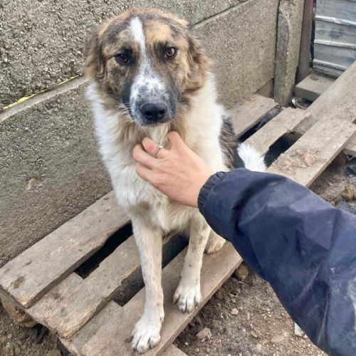 #BE2614565 -  First, chien croisé à adopter – AnimalWeb Belgique