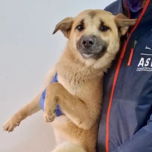 #BE2614566 -  Nina, chien croisé à adopter – AnimalWeb Belgique