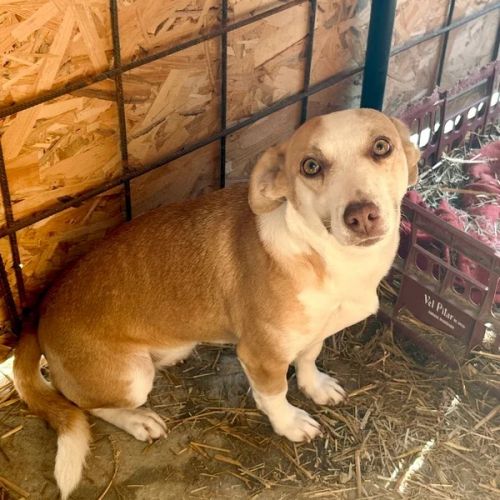 #BE2614567 -  Honey, chien croisé à adopter – AnimalWeb Belgique