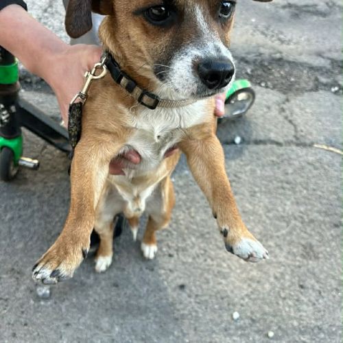 #BE2614568 - Kenzo, chien à adopter à Maurage – AnimalWeb​