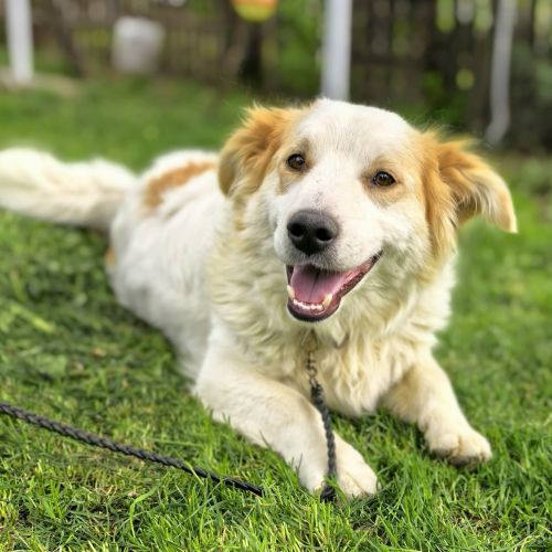 #BE2614569 -  Pierrot, chien croisé à adopter – AnimalWeb Belgique