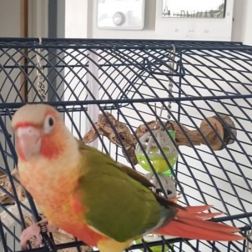 #BE2614571 - Linda, perruche perdue à Anderlecht - AnimalWeb Belgique