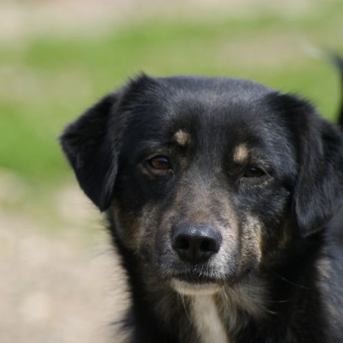 #BE2614572 -  Lylia, chien croisé à adopter – AnimalWeb Belgique
