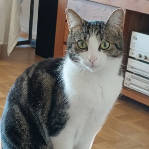 #BE2614573 - Rubis, chat perdu à Tubize - AnimalWeb Belgique