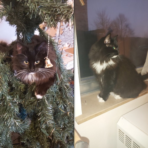 #BE2614574 - Hannah, chat perdu à Maissin - AnimalWeb Belgique