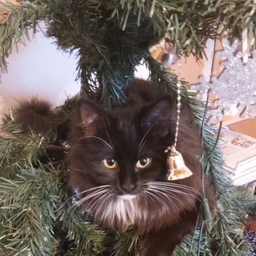 #BE2614574 - Hannah, chat perdu à Maissin - AnimalWeb Belgique