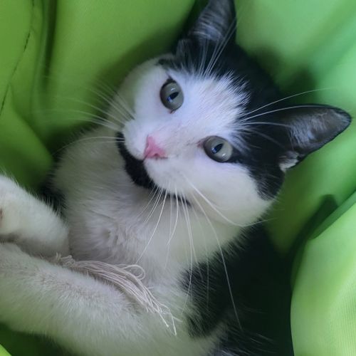 #BE2614575 - Namur, chat perdu à Gedinne - AnimalWeb Belgique