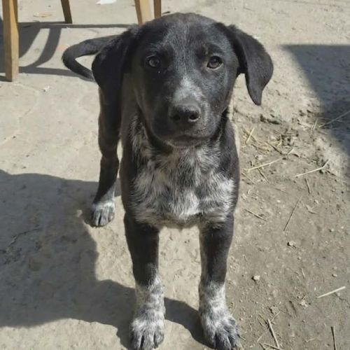 #BE2614576 -   Anca, chien croisé à adopter – AnimalWeb Belgique