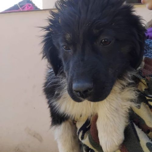 #BE2614577 -  Baloo, chien croisé à adopter – AnimalWeb Belgique