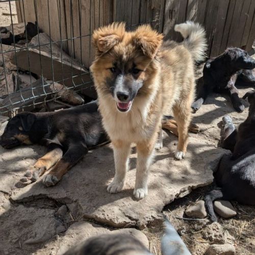 #BE2614578 -  Bianka, chien croisé à adopter – AnimalWeb Belgique