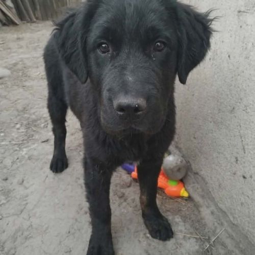 #BE2614580 -  Ecanterina, chien croisé à adopter – AnimalWeb Belgique