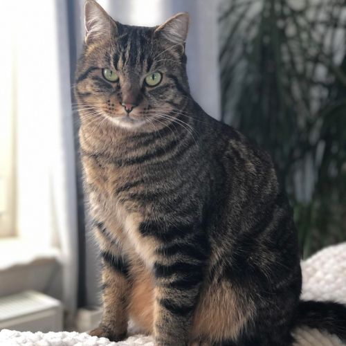 Chat perdu à Gedinne