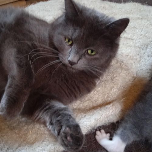 #BE2614582 - Capucine, chat perdu à Estinnes - AnimalWeb Belgique