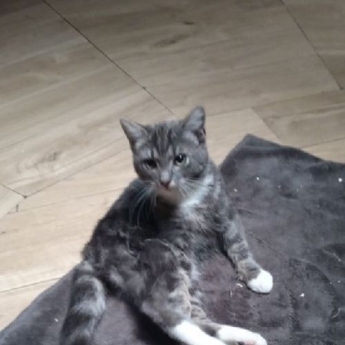 #BE2614583 - Bella, chat perdu à Estinnes - AnimalWeb Belgique