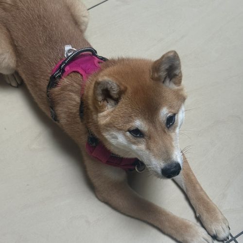 #BE2614584 - Sakura, chien perdu à  Courcelles - AnimalWeb Belgique