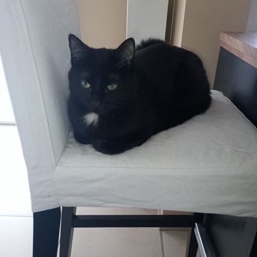 #BE2614585 - Chat perdu