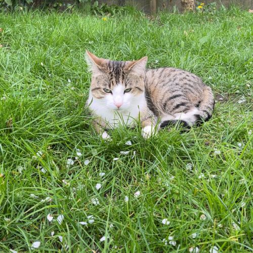 CHAT PERDU ETTERBEEK