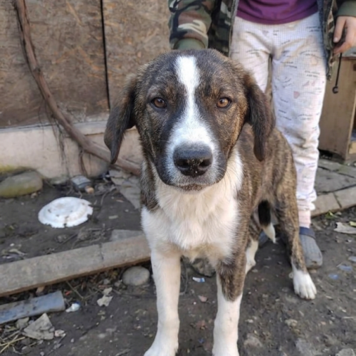 #BE2614587 -  Emil, chien croisé à adopter – AnimalWeb Belgique