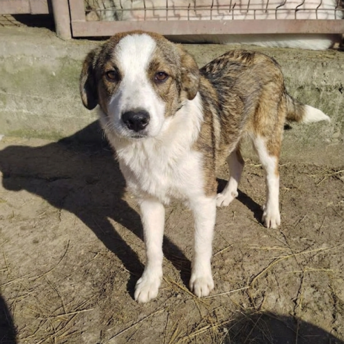 #BE2614588 -  Lily, chien croisé à adopter – AnimalWeb Belgique