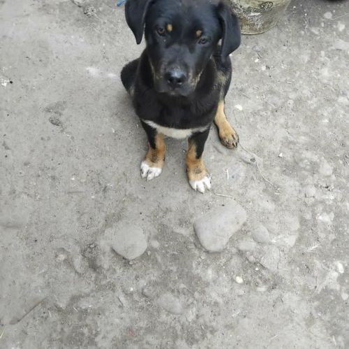 #BE2614589 -  Marcel, chien croisé à adopter – AnimalWeb Belgique