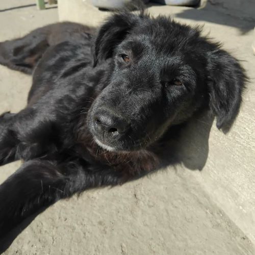#BE2614590 -  Octavia, chien croisé à adopter – AnimalWeb Belgique