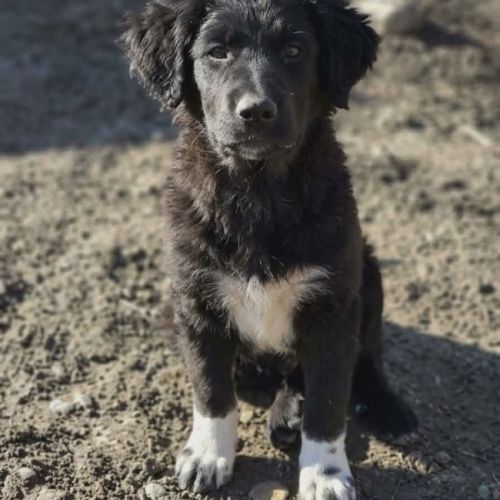 #BE2614591 -  Rodica, chien croisé à adopter – AnimalWeb Belgique