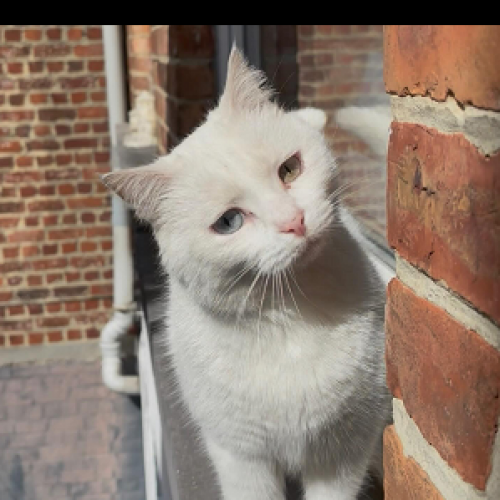 #BE2614592 - Billy, chat perdu à Berchem-Sainte-Agathe - AnimalWeb Bel